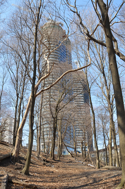 looking up hill through the trees to a new condo tower being built at Bloor and Parliament