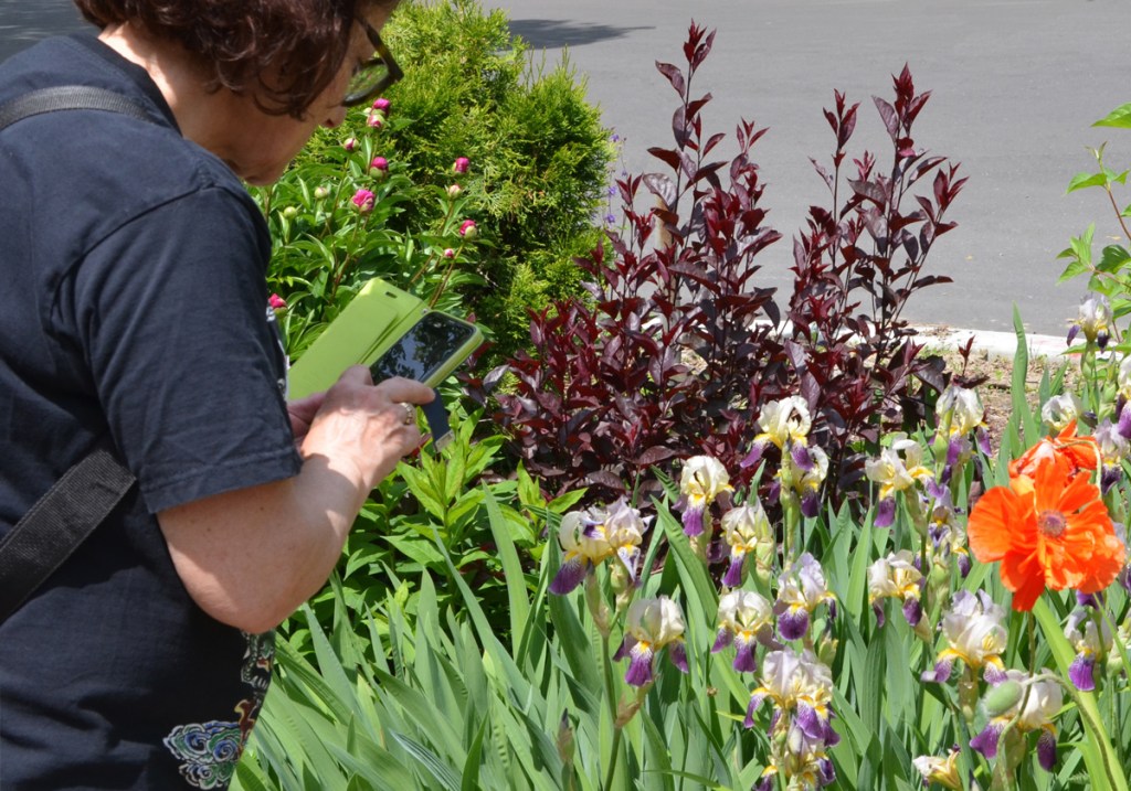 a woman is using her phone to take pictures of irises, peonies, and other flowers and plants