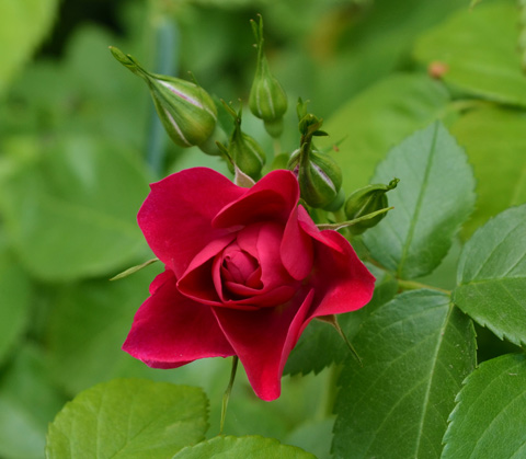 a red rose and 4 rose buds on a rose bush