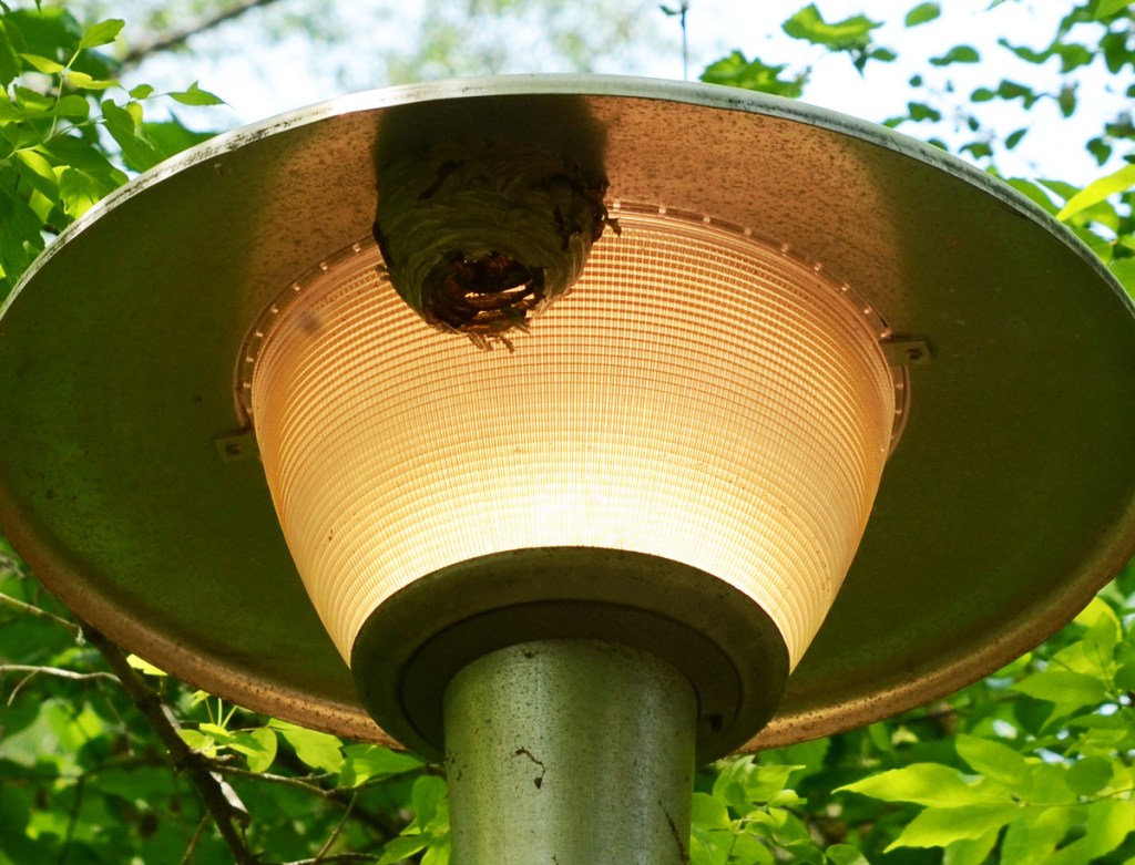 wasps making a nest on the upper edge of a light on a trail in a Toronto park
