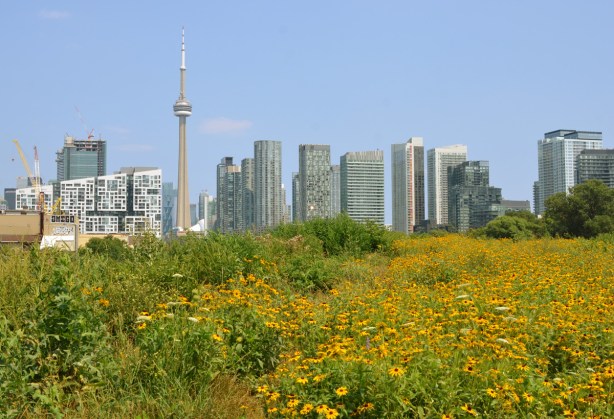 field of yellow wildflowers at garrison common, with view of CN Tower and Toronto skyline in the background
