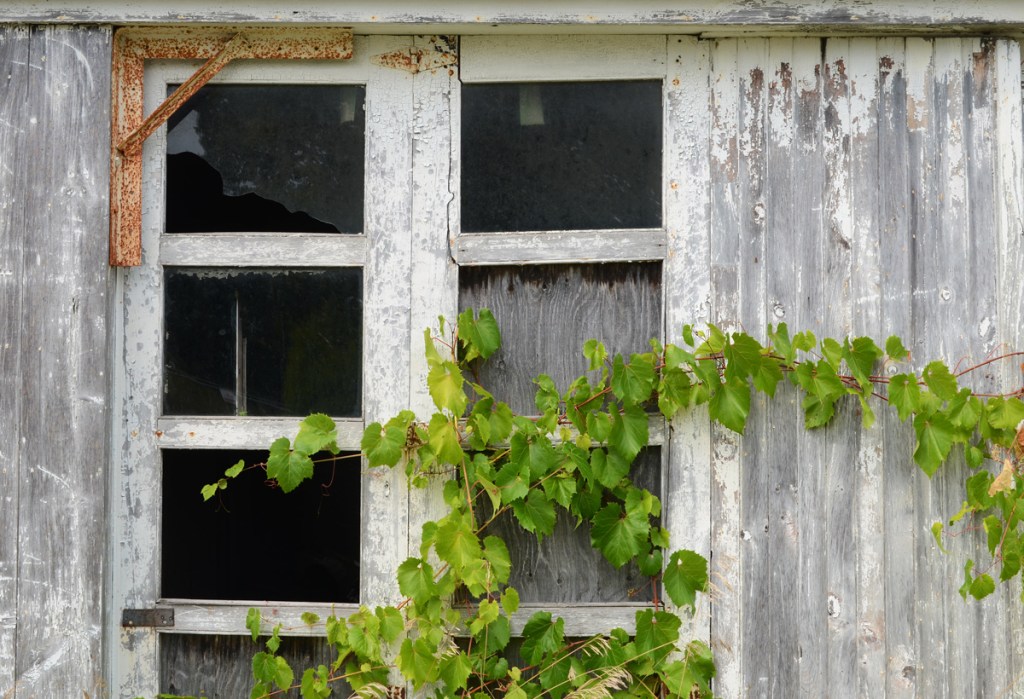 ivy growing across front of wood garage with door with glass panes some of which are broken