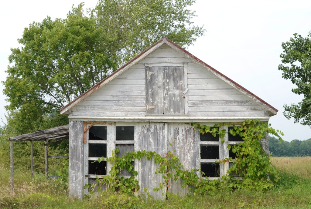 small wood structure with large windows and a lot of wild grape plant on the front.  Garage size, tall grass around it 
