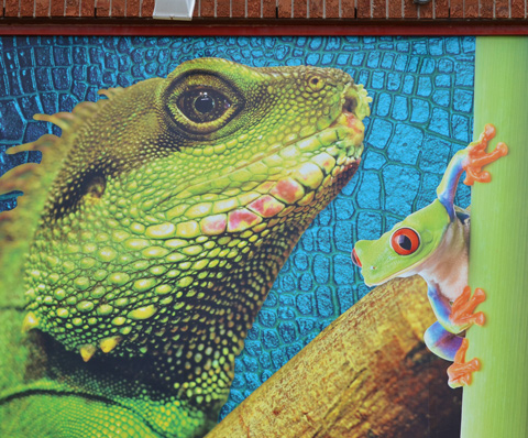a picture of a green frog and a green reptile, large, on the outside of an aquarium shop