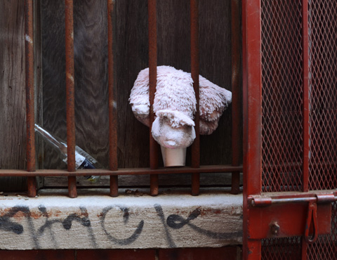 a stuffed llama behind bars of a window, empty bottle of corona beer beside it 