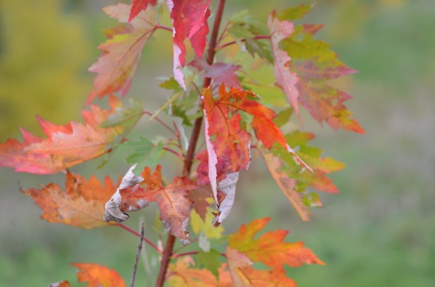 maple leaves in autumn