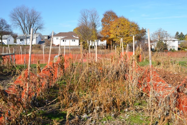 orange plastic fences around garden plots after the growing season is over, dead remains of vegetable gardens