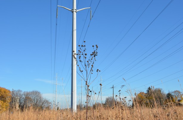 wildflowers and other naturalized plants growing under hydro lines