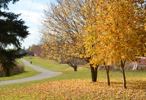 a man walks along a path, through the Meadoway with autumn trees with yellow and gold colour leaves falling to the ground