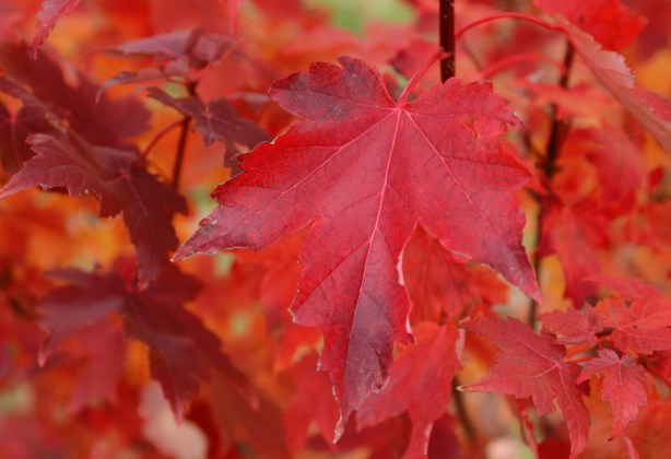 very red crimson maple leaves in fall 