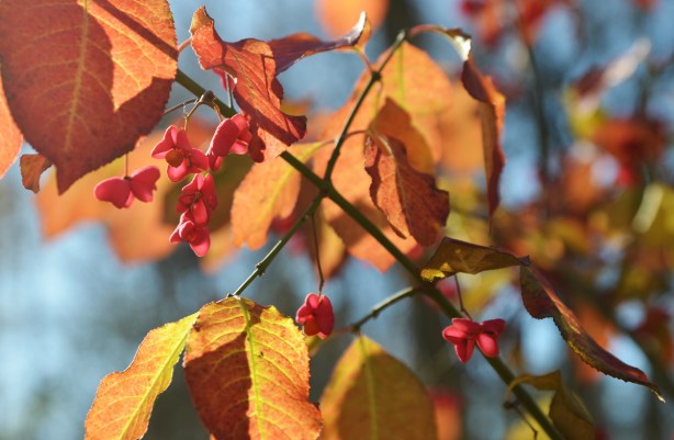 spindle tree berries and autumn leaves
