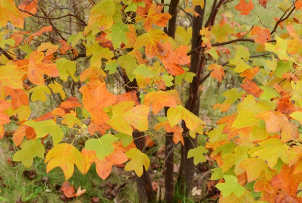autumn colours on a tulip tree