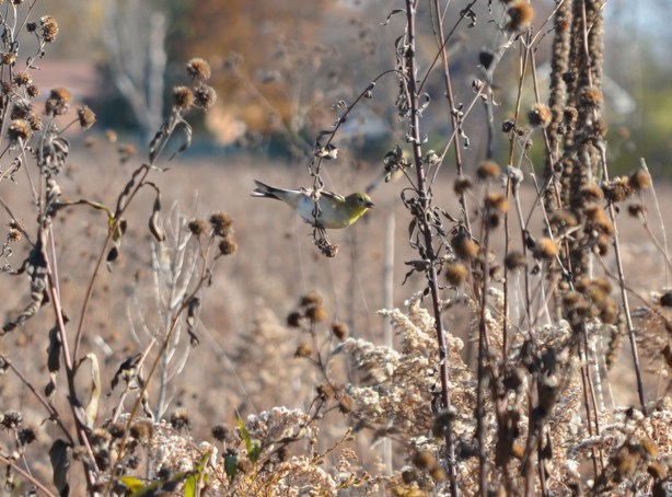 yellow headed bird on weeds
