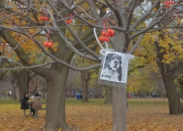 a picture of a dog wearing glasses hanging from a mountain ash tree tree in Trinity Bellwoods park in late autumn so no leaves on the trees, just orange berries, in the background are two people sitting at a picnic table, leaves on the ground,