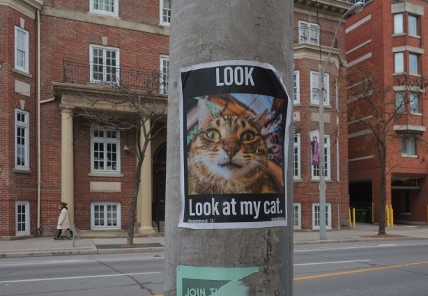 poster on a concrete pole - picture of a cat's head and face with words, look, look at my cat