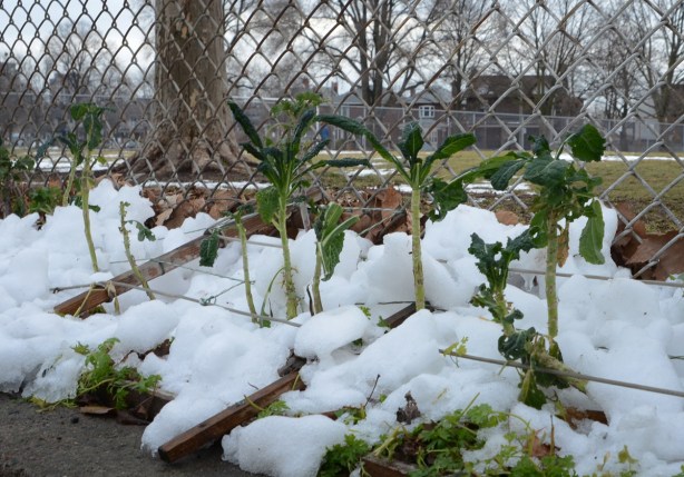 remains of brussel sprout plants in a laneway garden, some snow on the ground