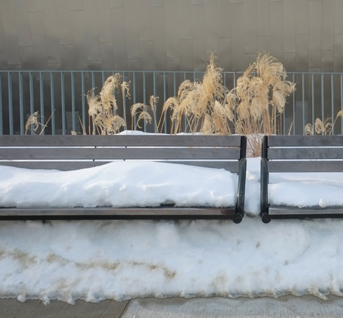 benches covered in snow, in front of brown tall grasses and a shiny facade of a building