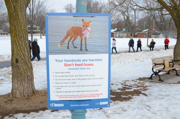 a sign by path at beach that says don't feed the foxes