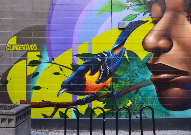 part of a Clandestinos mural, showing a bird, a baltimore oriole, with a woman's face close to it. she has her eyes closed