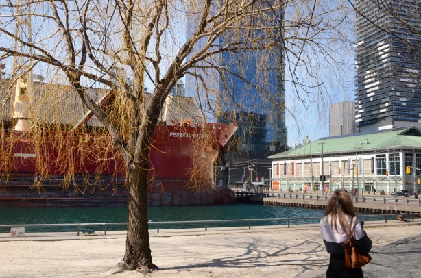 view from sugar beach, willow tree in front of a red ship parked at Redpath Sugar, city buildings behind