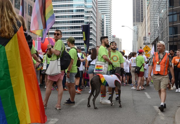 great dane dog with a group getting ready to walk in pride parade