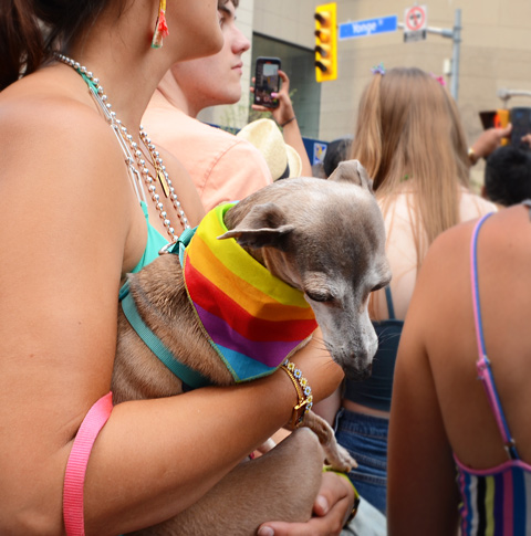 woman watching pride parade is holding a small dog with a rainbow bandana around its neck