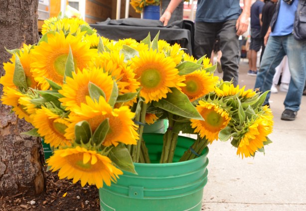 a turquoise bucket full of sunflowers for sale on the sidewalk by St. Lawrence Market 