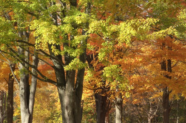 october afternoon in the woods, large mature trees with lots of colourful leaves