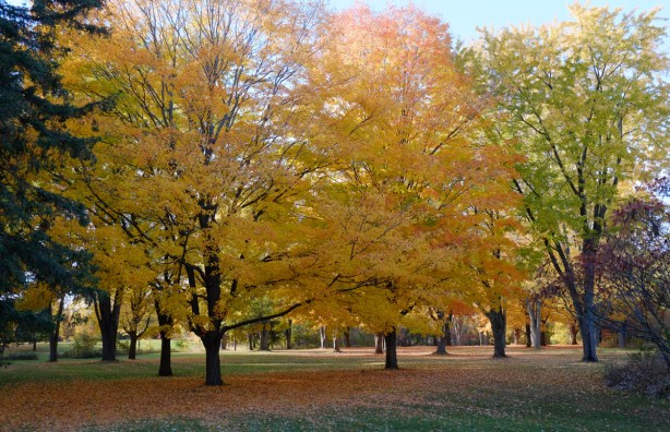 large group of autumn trees, with lots of leaves on the ground