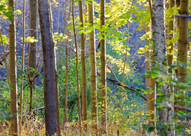 afternoon sunlight shining through forest