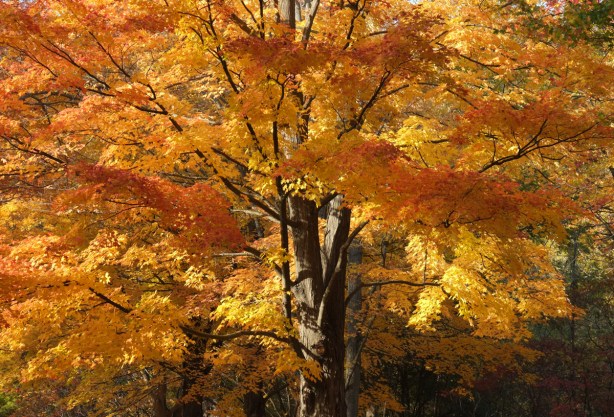 large deciduous trees with lots of orange and red leaves, october