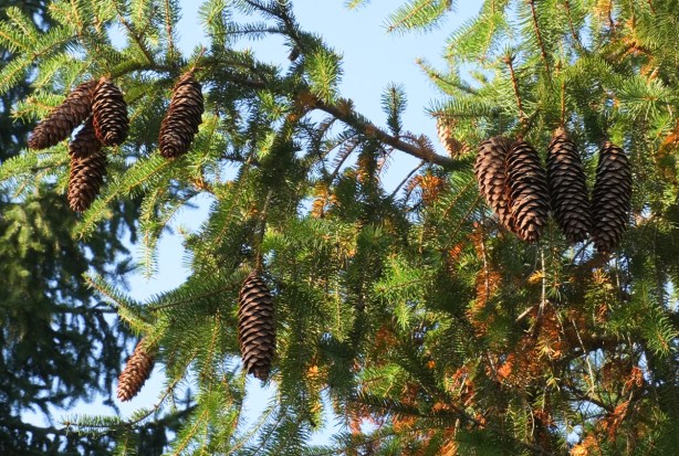 big fat pine cones growing on a pine tree