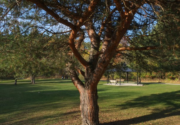 large reddish hued pine tree with gnarled trunk in the foreground, benches in the park in the background
