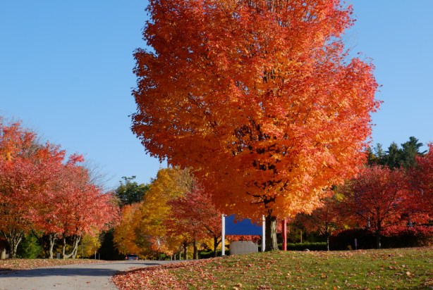 bright orange and red leaves on mid si