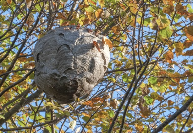 large globe shaped wasp nest up in a tree