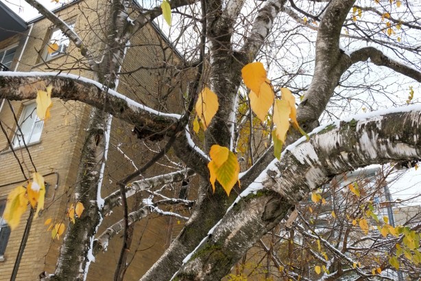 a poplar tree with most of its leaves gone, just some yellow leaves remaining, snow, apartment buildings in the background