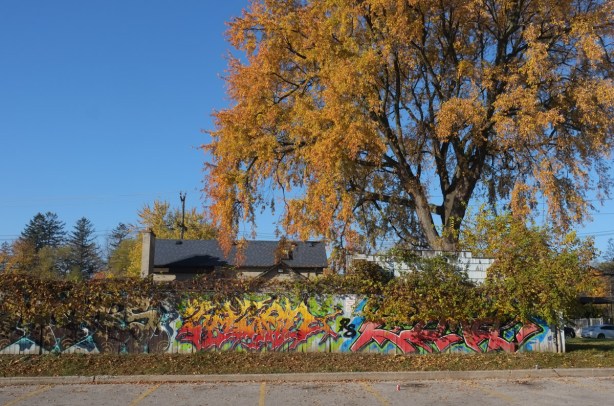 large deciduous tree with autumn gold and orange leaves towering over a fence with a street art throw up tag on it
