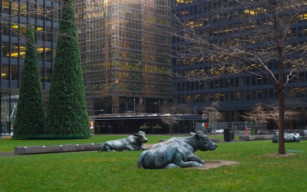 cow statues in a small downtown park, 3 conical christmas trees nearby, undecorated 