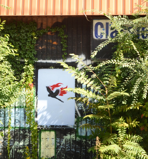 stencil, two red flames, a black silhouette of a bird in flight, on a wall of an abandoned building covered with ivy and other green overgrowth
