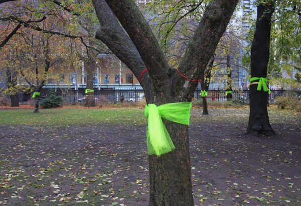 trees in a park, late autumn, early winter, green ribbons are tied around the large trees 