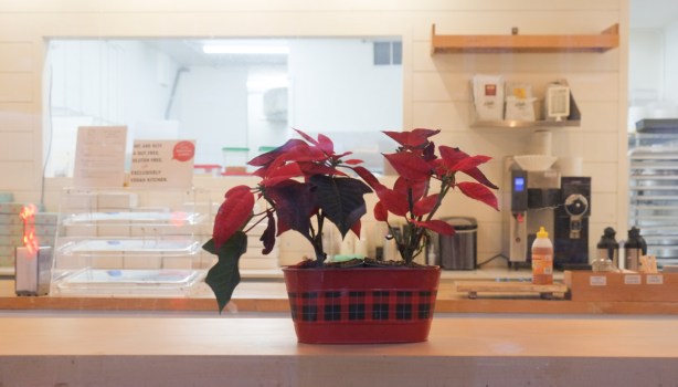 poinsettia in the window of a coffee shop