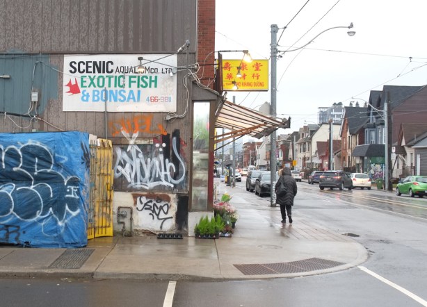 a woman walks down gerrard street, past scenic aquarium store with exotic fish and bonsai for sale 