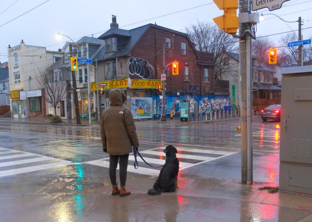 late afternoon in the rain, a person waits with a black dog for the traffic light to turn green 