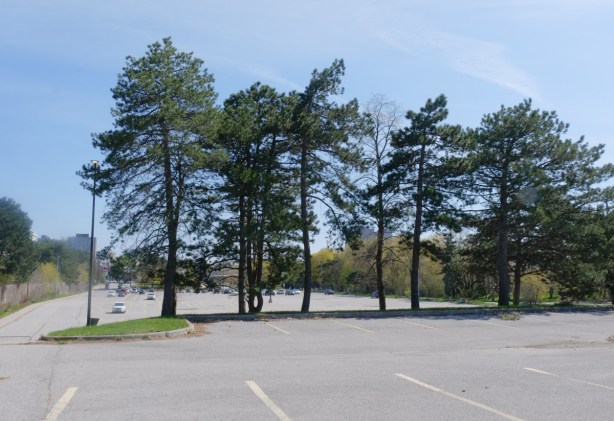 view from upper parking lot of science centre which is empty, past line of tall evergreens, to lower parking lot and buildings 
