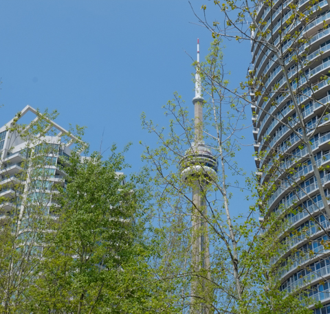 CN tower behind spring buds and new growth on trees