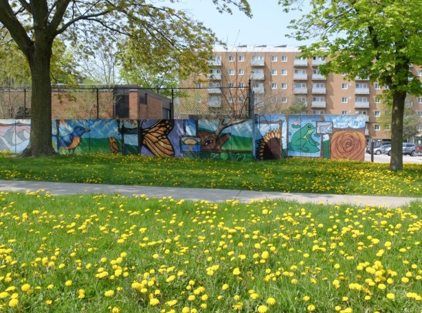 lots of dandelions in the grass by a sidewalk in front of a wall with street art on it, apartment building behind. 