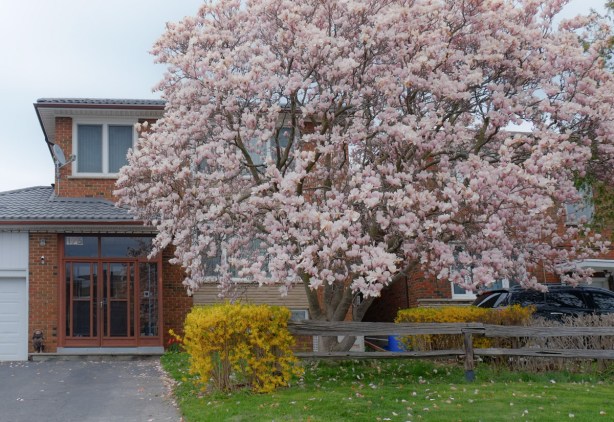 a large pink magnolia tree in a front yard