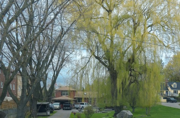 big old willow tree in spring in front of two houses