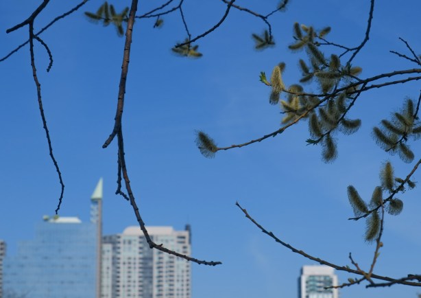pussy willow in the foreground, tall buildings in the background