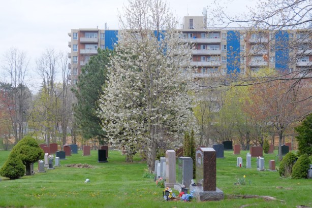 Pinehills cemetery, stones in the oreground, blossom trees in spring in the middle, and apartment building with blue features in the background